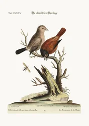 Les moineaux chinois, 1749-73